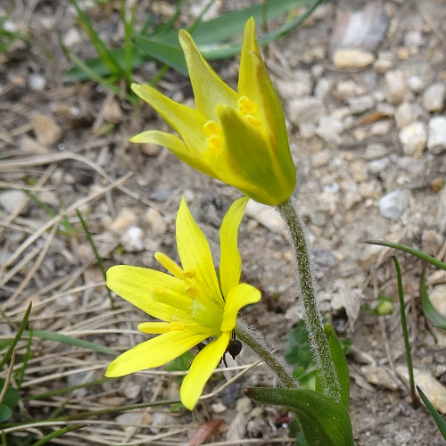 Röhriger Gelbstern / Gagea fragifera