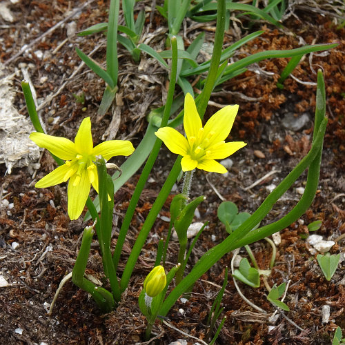 Röhriger Gelbstern / Gagea fragifera