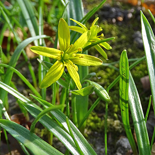 Wald-Gelbstern / Gagea lutea