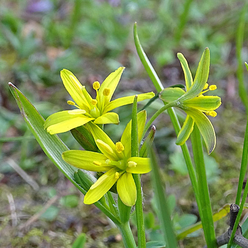 Wald-Gelbstern / Gagea lutea