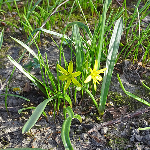 Wald-Gelbstern / Gagea lutea