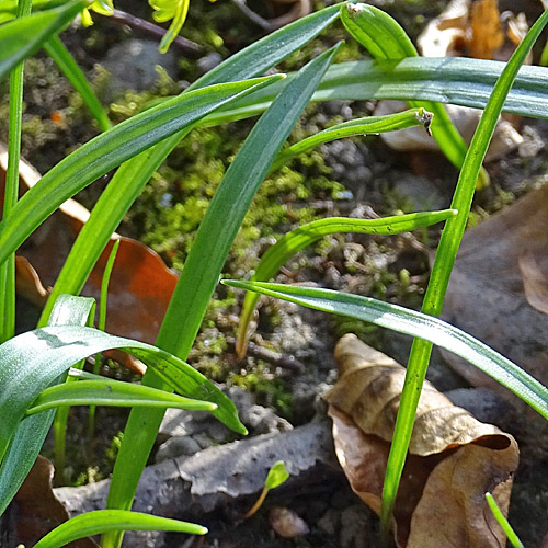 Wald-Gelbstern / Gagea lutea