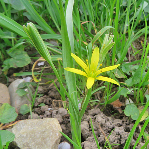 Wiesen-Gelbstern / Gagea pratensis