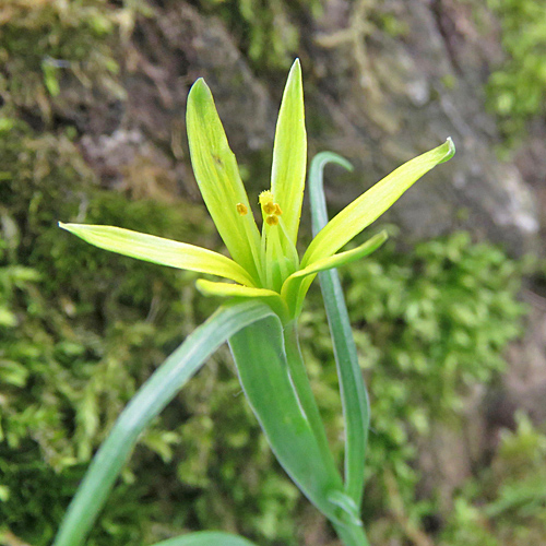 Wiesen-Gelbstern / Gagea pratensis