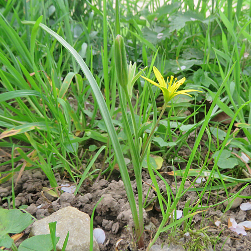 Wiesen-Gelbstern / Gagea pratensis