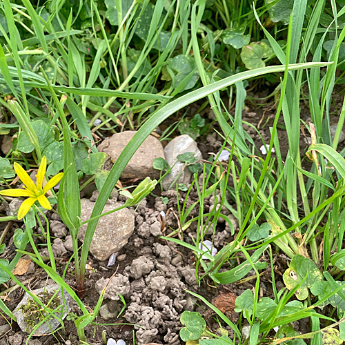 Wiesen-Gelbstern / Gagea pratensis