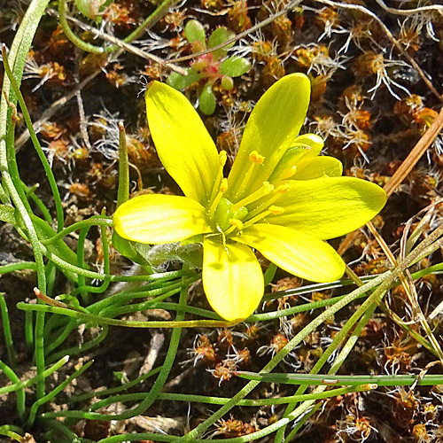 Felsen-Gelbstern / Gagea saxatilis