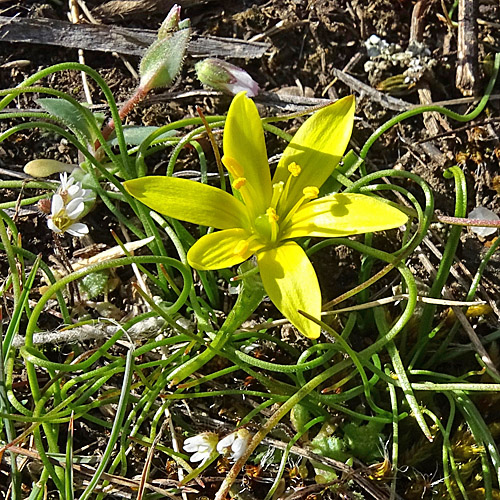 Felsen-Gelbstern / Gagea saxatilis