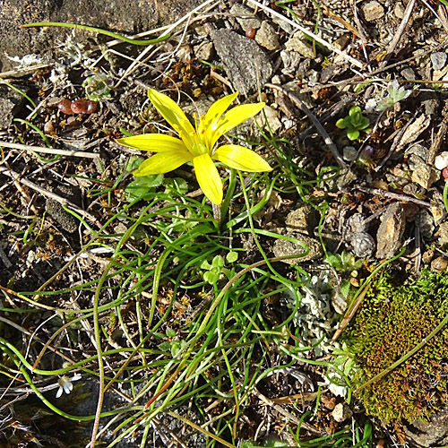 Felsen-Gelbstern / Gagea saxatilis