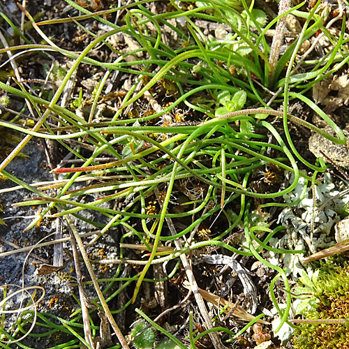 Felsen-Gelbstern / Gagea saxatilis