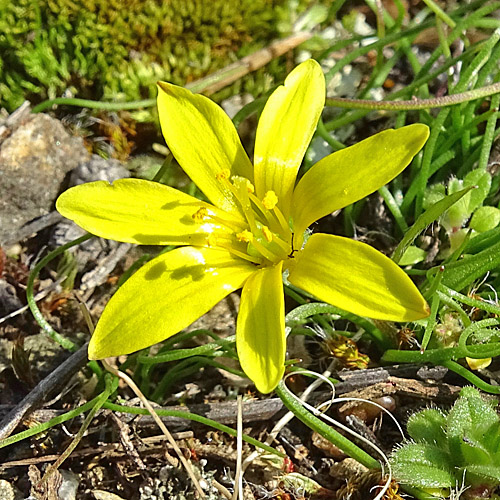 Felsen-Gelbstern / Gagea saxatilis