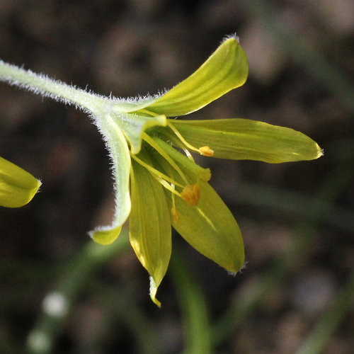 Acker-Gelbstern / Gagea villosa