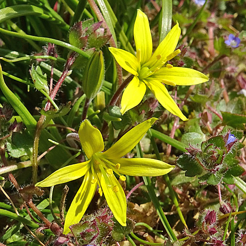 Acker-Gelbstern / Gagea villosa