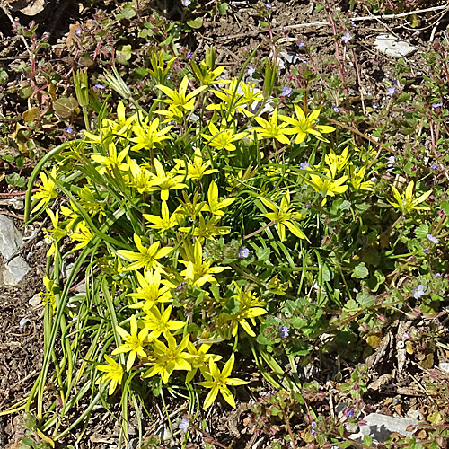 Acker-Gelbstern / Gagea villosa