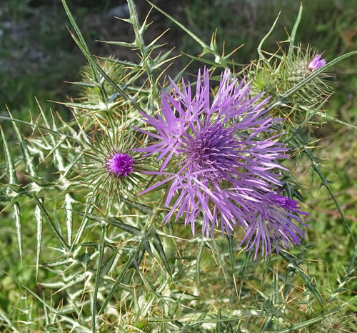 Milchfleckdistel / Galactites tomentosus