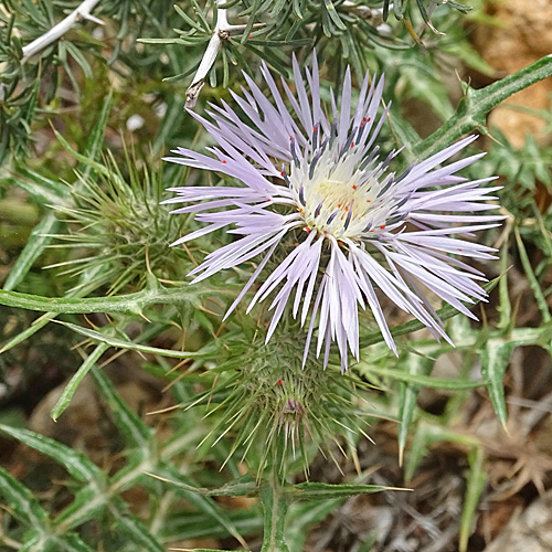 Milchfleckdistel / Galactites tomentosus