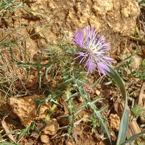 Milchfleckdistel / Galactites tomentosus