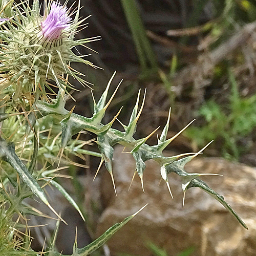 Milchfleckdistel / Galactites tomentosus