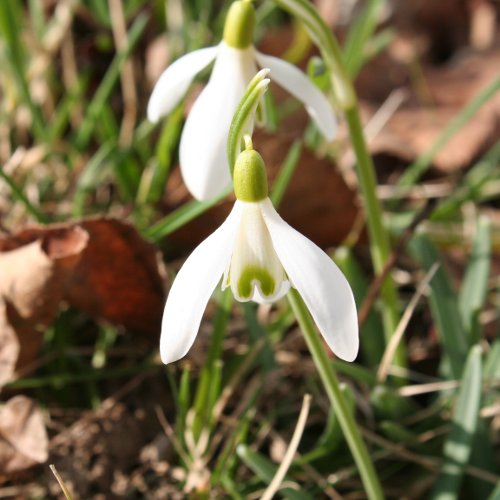 Schneeglöckchen / Galanthus nivalis