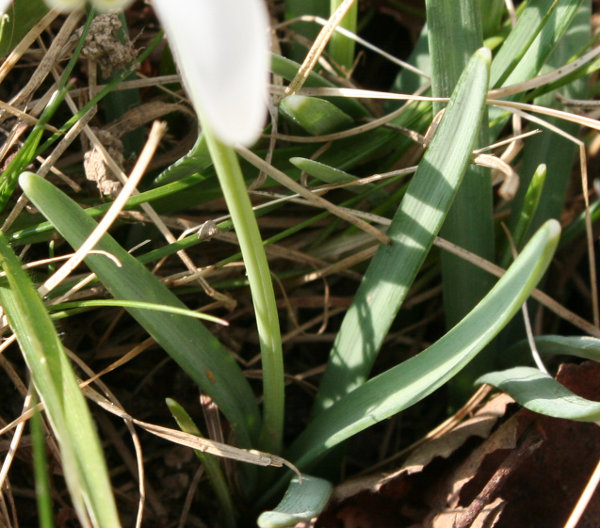 Schneeglöckchen / Galanthus nivalis