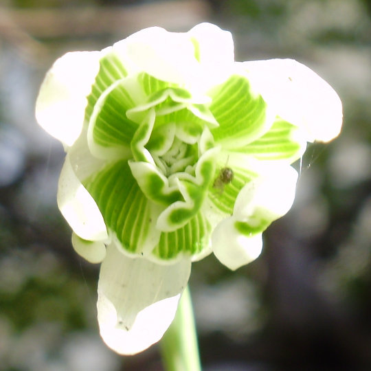 Schneeglöckchen / Galanthus nivalis