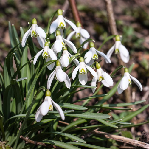 Schneeglöckchen / Galanthus nivalis