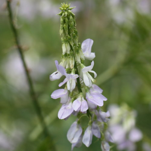 Geissraute / Galega officinalis