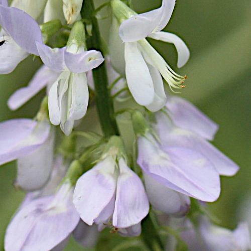 Geissraute / Galega officinalis