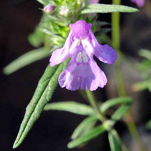 Schmalblättriger Hohlzahn / Galeopsis angustifolia