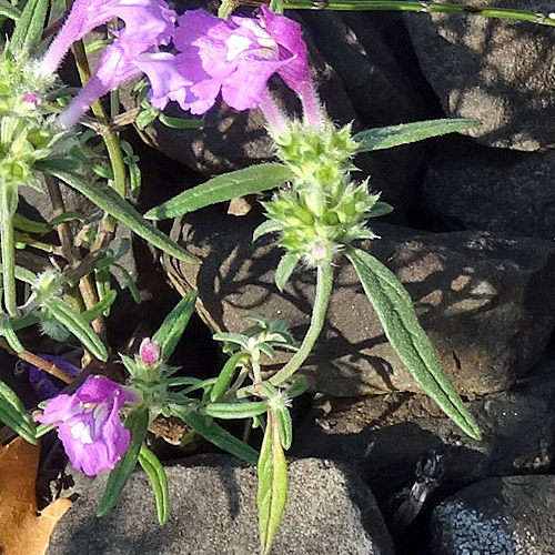 Schmalblättriger Hohlzahn / Galeopsis angustifolia