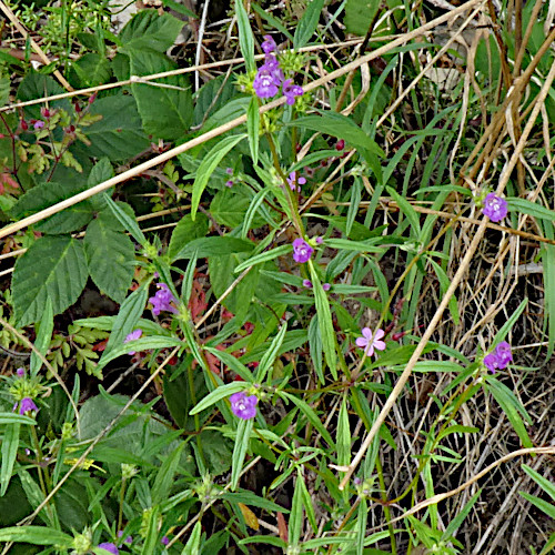 Schmalblättriger Hohlzahn / Galeopsis angustifolia