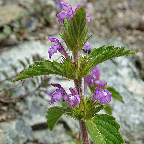 Acker-Hohlzahn / Galeopsis ladanum