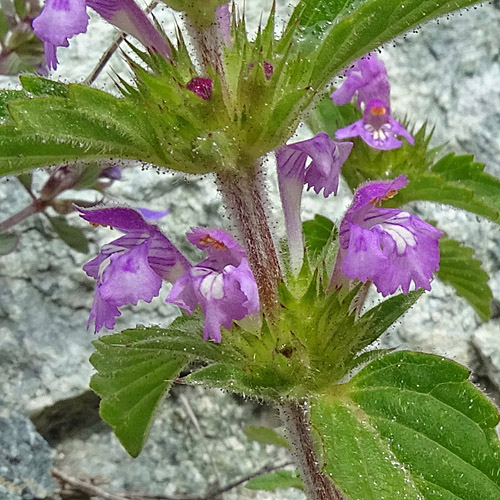 Acker-Hohlzahn / Galeopsis ladanum