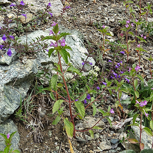 Acker-Hohlzahn / Galeopsis ladanum