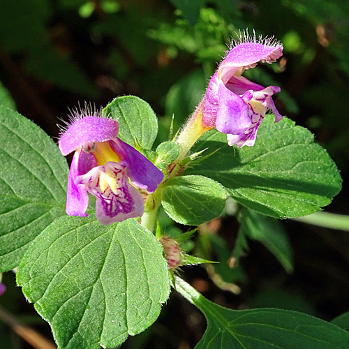 Weichhaariger Hohlzahn / Galeopsis pubescens