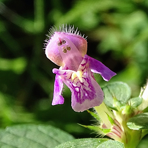 Weichhaariger Hohlzahn / Galeopsis pubescens