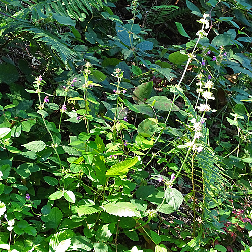 Weichhaariger Hohlzahn / Galeopsis pubescens