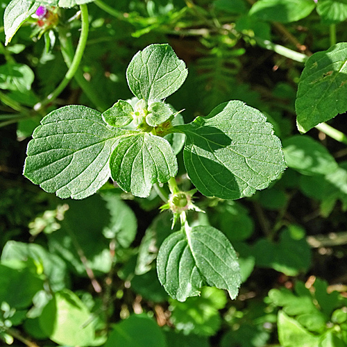 Weichhaariger Hohlzahn / Galeopsis pubescens