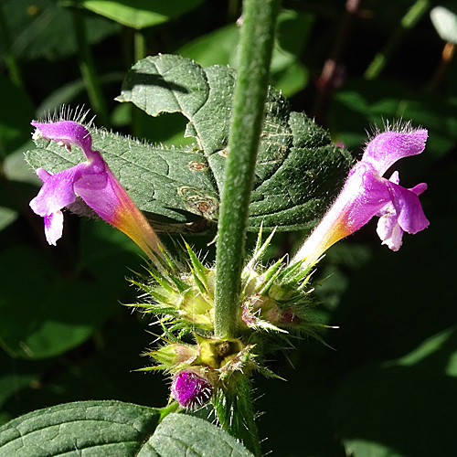 Weichhaariger Hohlzahn / Galeopsis pubescens