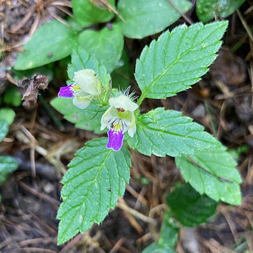 Bunter Hohlzahn / Galeopsis speciosa