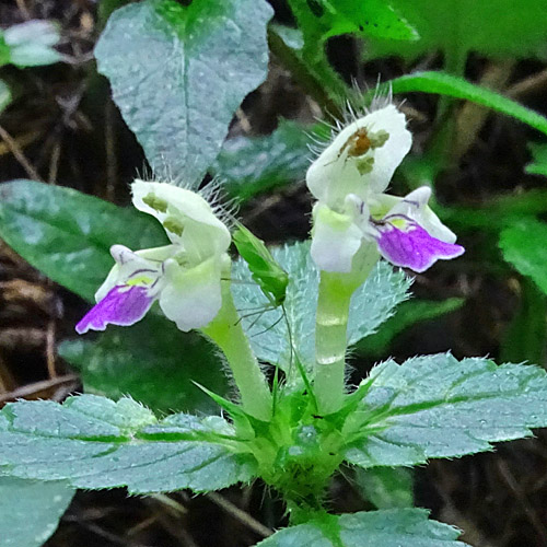 Bunter Hohlzahn / Galeopsis speciosa