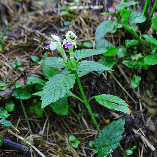 Bunter Hohlzahn / Galeopsis speciosa