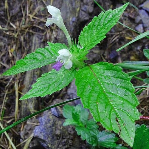 Bunter Hohlzahn / Galeopsis speciosa