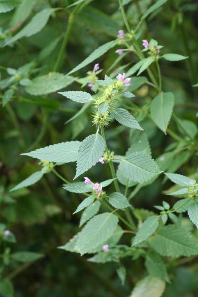 Stechender Hohlzahn / Galeopsis tetrahit