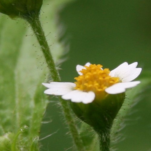 Bewimpertes Knopfkraut / Galinsoga ciliata