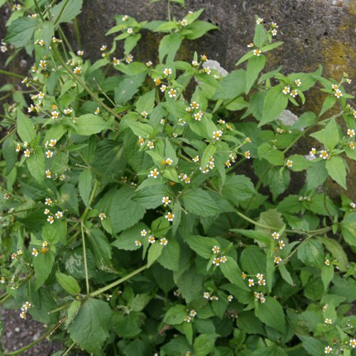 Bewimpertes Knopfkraut / Galinsoga ciliata