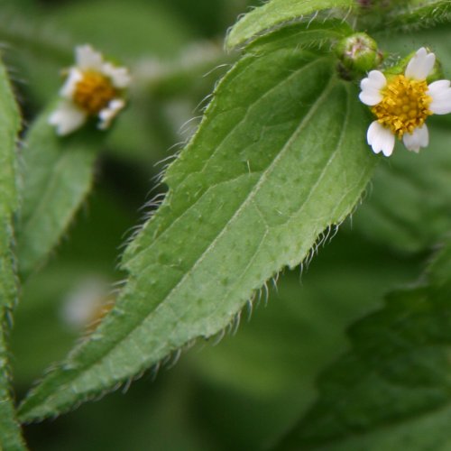 Bewimpertes Knopfkraut / Galinsoga ciliata