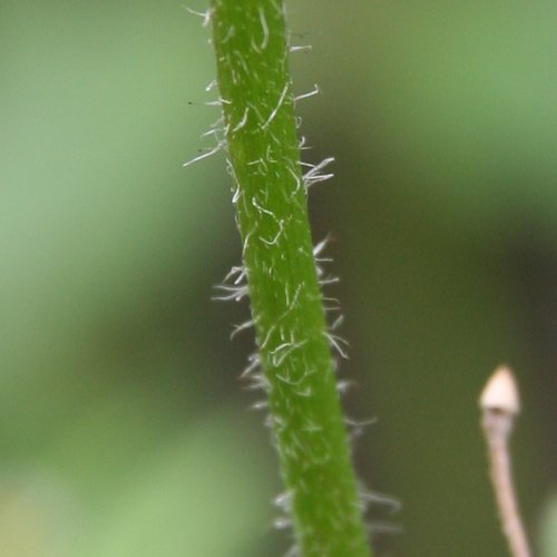 Bewimpertes Knopfkraut / Galinsoga ciliata
