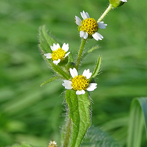 Bewimpertes Knopfkraut / Galinsoga ciliata