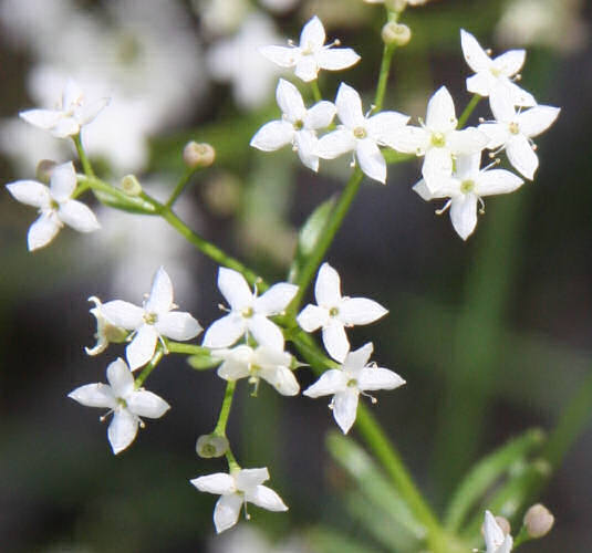 Alpen-Labkraut / Galium anisophyllon